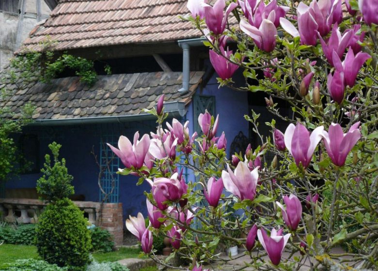 Salon de thé des Jardins de la Ferme Bleue : L’Etable à thé