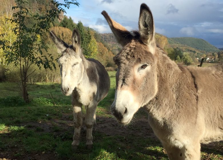 Ânecdote : randonnées avec ânes en Alsace Verte