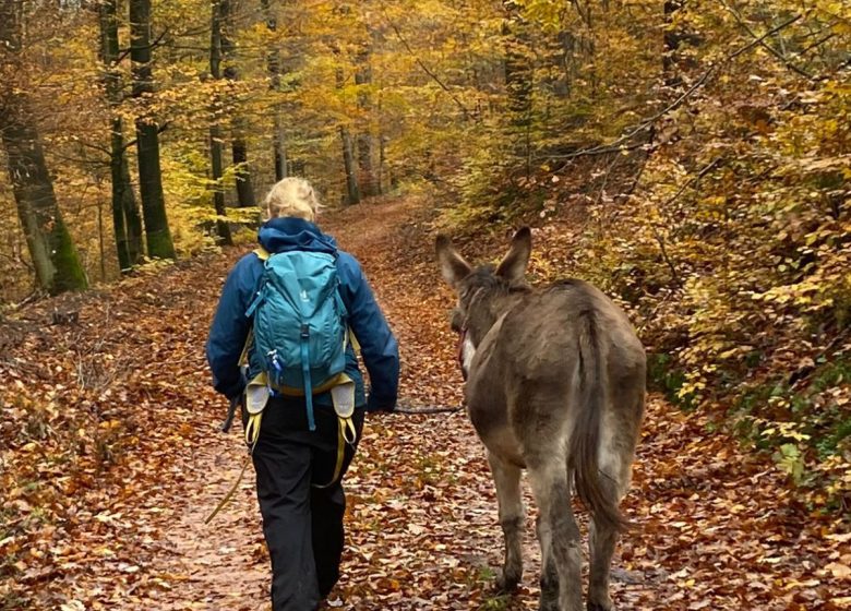 Ânecdote : randonnées avec ânes en Alsace Verte