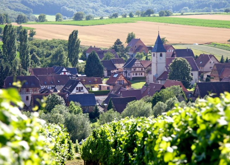 Sortie guidée : vignes et vignobles en Alsace du Nord